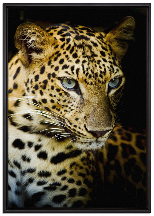 Leopard mit blauen Augen auf Leinwandbild gerahmt Größe 100x70