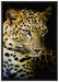 Leopard mit blauen Augen auf Leinwandbild gerahmt Größe 100x70