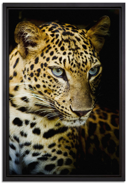 Leopard mit blauen Augen auf Leinwandbild gerahmt Größe 60x40