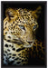 Leopard mit blauen Augen auf Leinwandbild gerahmt Größe 60x40