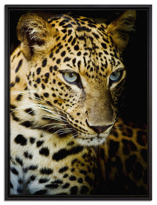 Leopard mit blauen Augen auf Leinwandbild gerahmt Größe 80x60