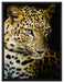 Leopard mit blauen Augen auf Leinwandbild gerahmt Größe 80x60