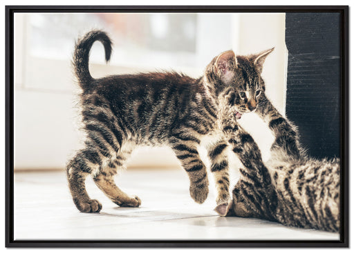 Fighting Cats auf Leinwandbild gerahmt Größe 100x70