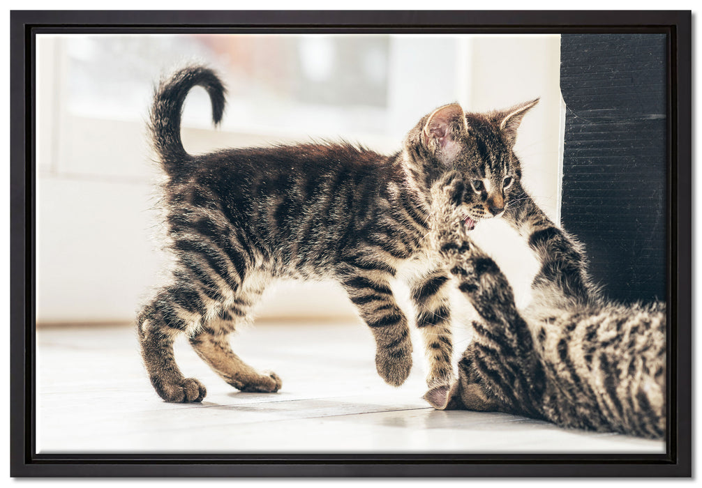 Fighting Cats auf Leinwandbild gerahmt Größe 60x40