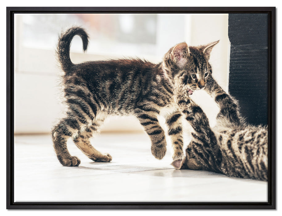 Fighting Cats auf Leinwandbild gerahmt Größe 80x60