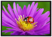 Marienkäfer auf Blume auf Leinwandbild gerahmt Größe 100x70