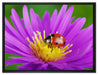Marienkäfer auf Blume auf Leinwandbild gerahmt Größe 80x60