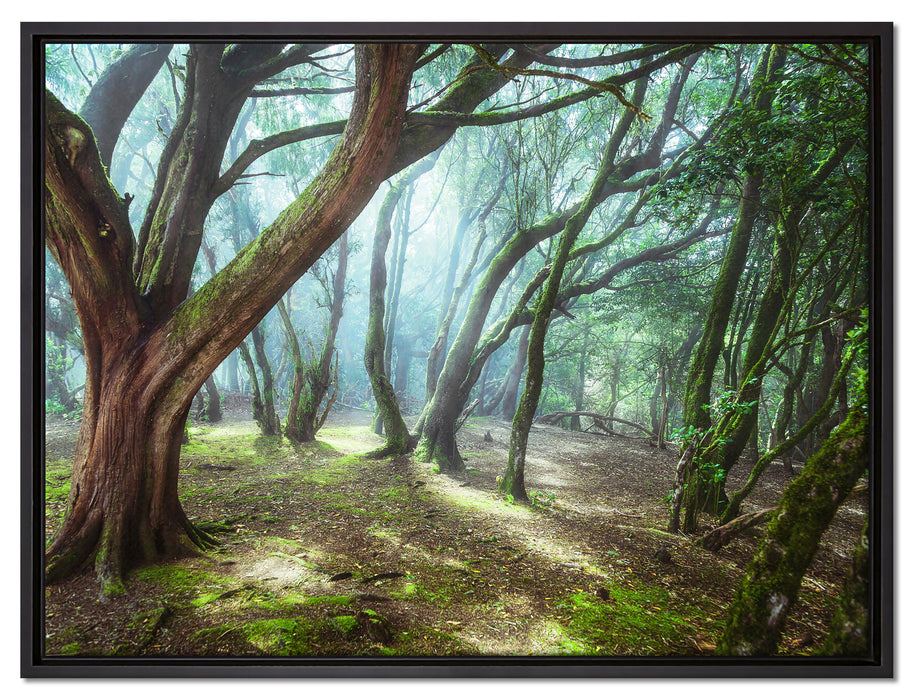 Wald auf Leinwandbild gerahmt Größe 80x60
