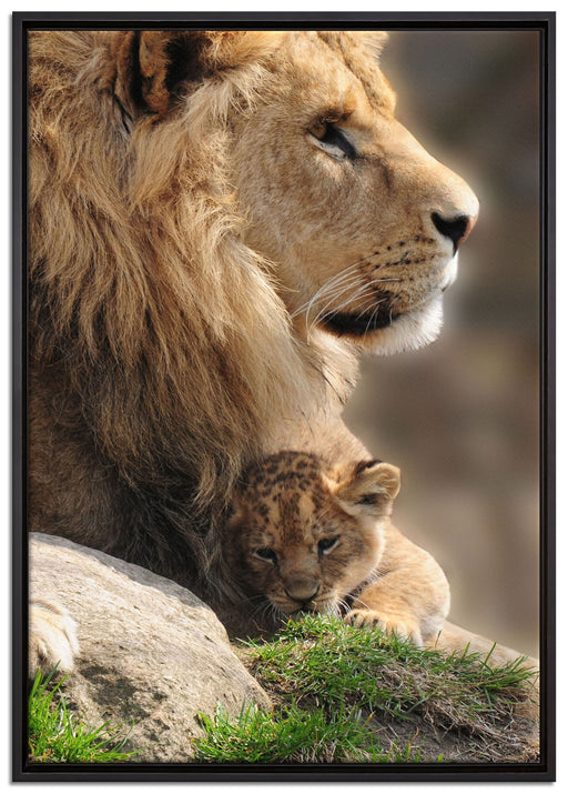 Löwe mit Löwenbaby auf Leinwandbild gerahmt Größe 100x70