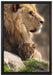 Löwe mit Löwenbaby auf Leinwandbild gerahmt Größe 60x40