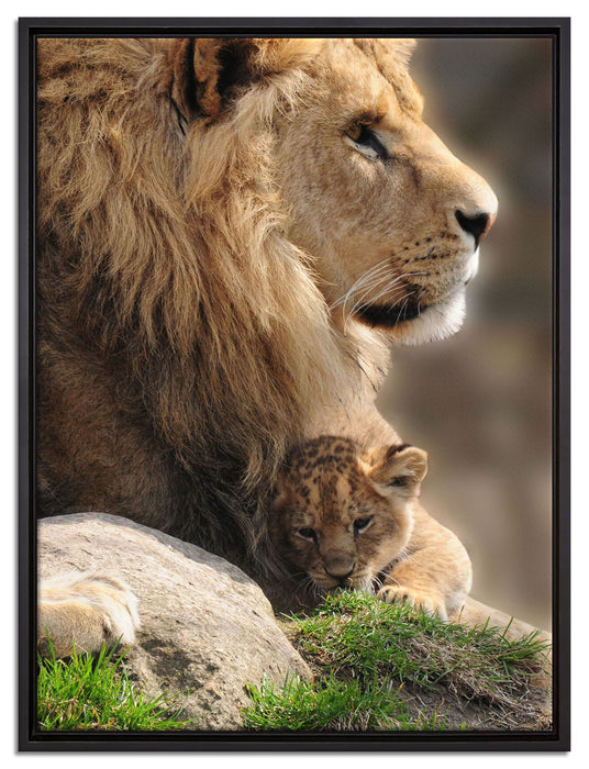 Löwe mit Löwenbaby auf Leinwandbild gerahmt Größe 80x60