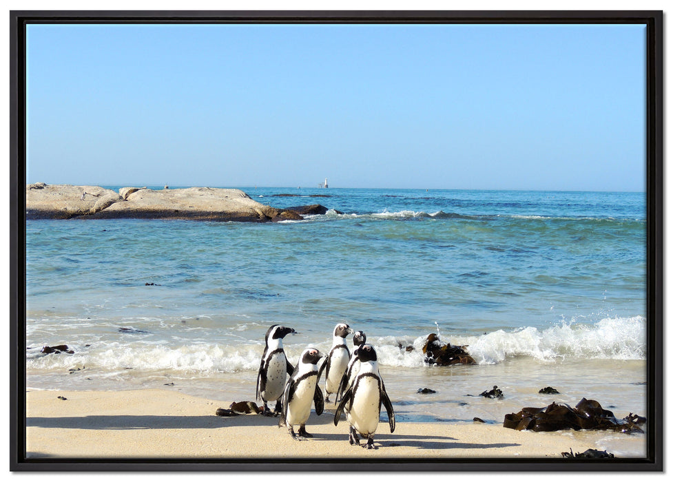 Pinguine am Strand auf Leinwandbild gerahmt Größe 100x70