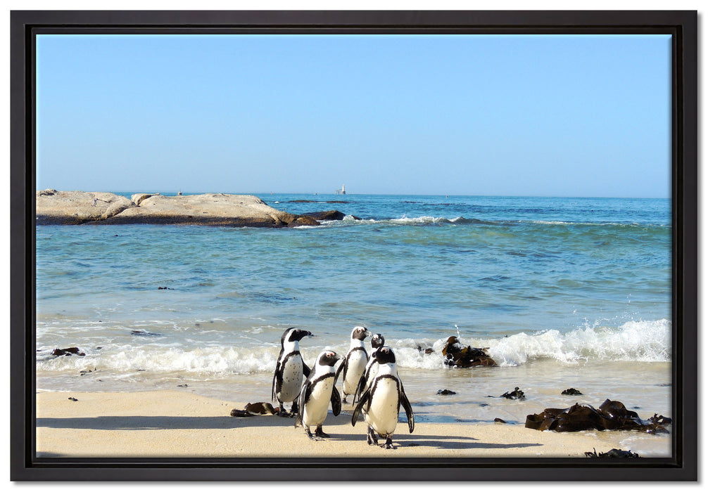Pinguine am Strand auf Leinwandbild gerahmt Größe 60x40