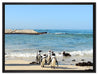 Pinguine am Strand auf Leinwandbild gerahmt Größe 80x60
