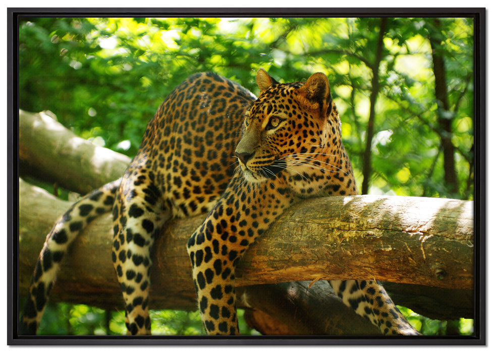 Leopard auf Ast auf Leinwandbild gerahmt Größe 100x70