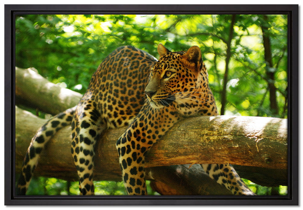 Leopard auf Ast auf Leinwandbild gerahmt Größe 60x40