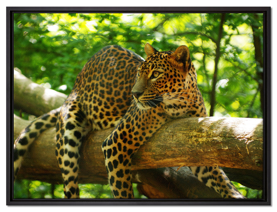 Leopard auf Ast auf Leinwandbild gerahmt Größe 80x60