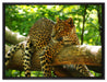 Leopard auf Ast auf Leinwandbild gerahmt Größe 80x60