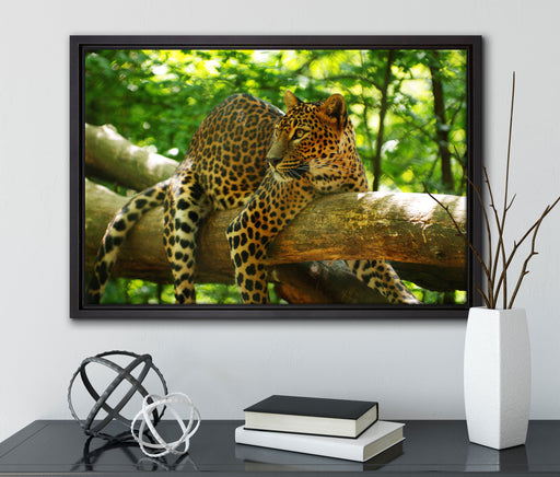 Leopard auf Ast auf Leinwandbild gerahmt mit Kirschblüten