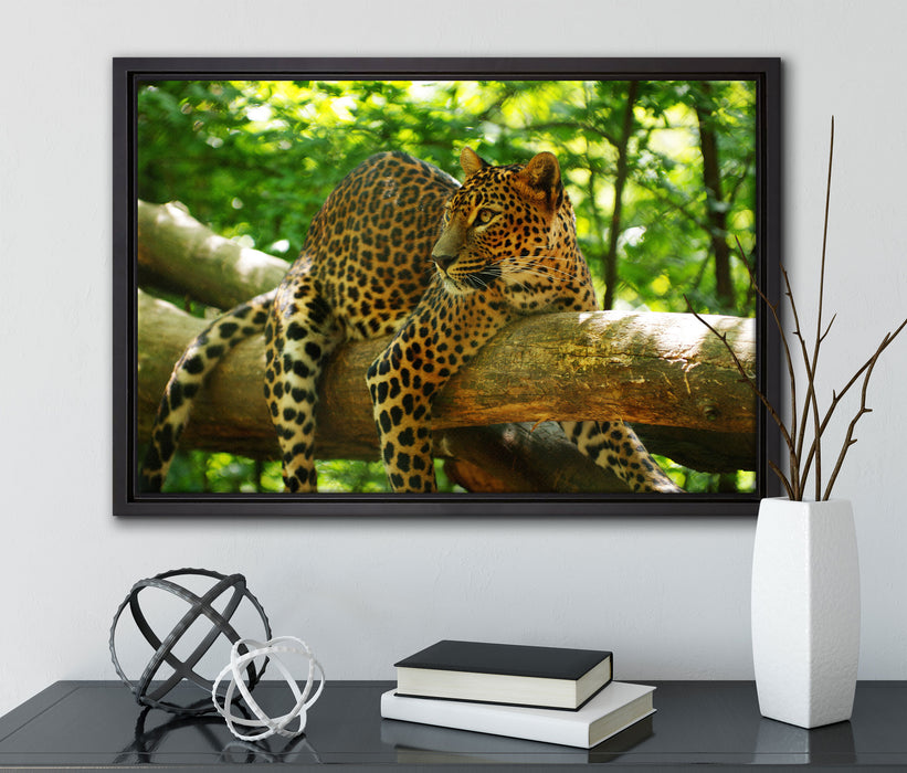 Leopard auf Ast auf Leinwandbild gerahmt mit Kirschblüten