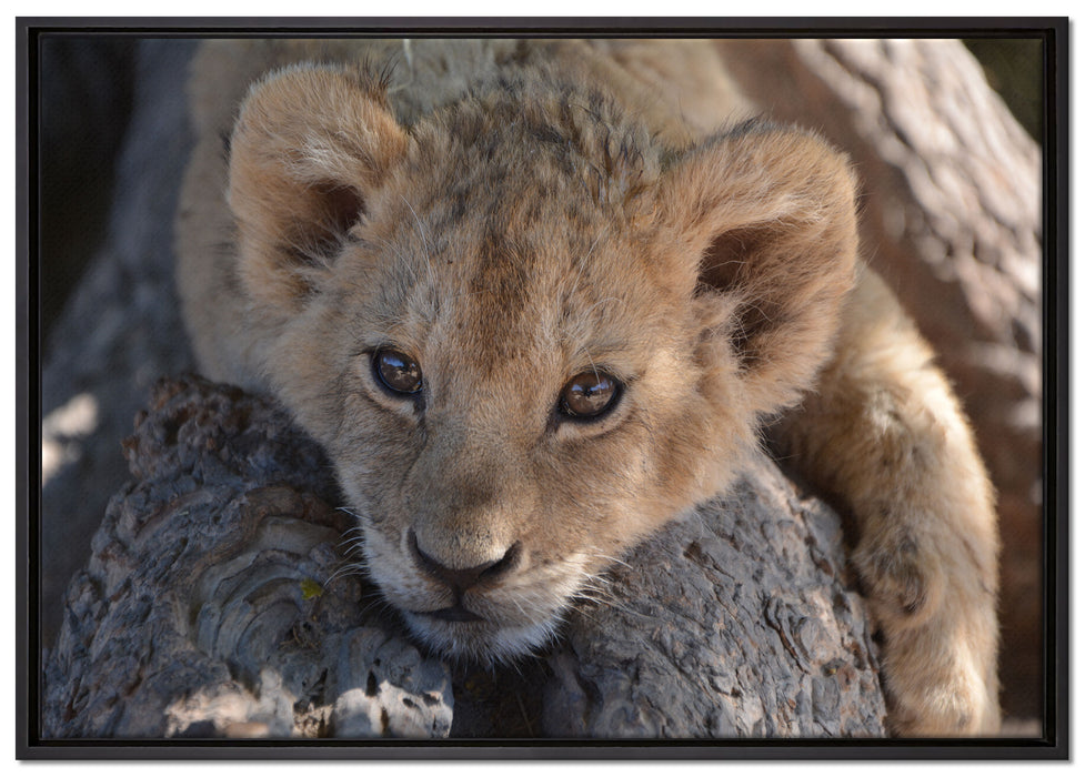 Süßes Löwenbaby auf Leinwandbild gerahmt Größe 100x70