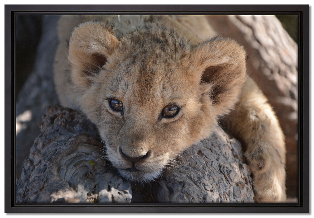 Süßes Löwenbaby auf Leinwandbild gerahmt Größe 60x40