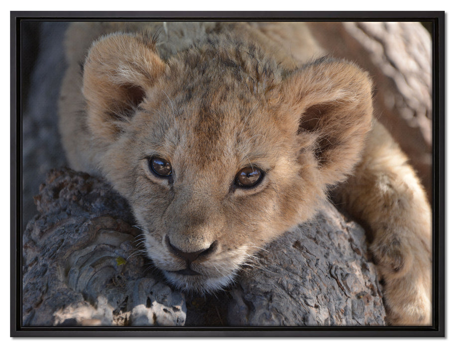 Süßes Löwenbaby auf Leinwandbild gerahmt Größe 80x60
