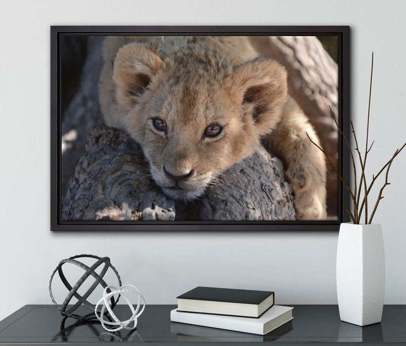 Süßes Löwenbaby auf Leinwandbild gerahmt mit Kirschblüten