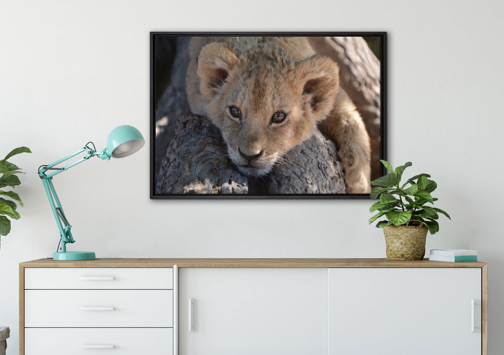 Süßes Löwenbaby auf Leinwandbild gerahmt verschiedene Größen im Wohnzimmer