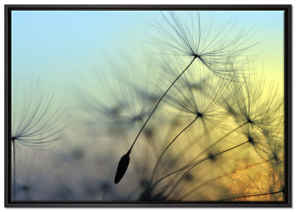 Pusteblumen mit Tautropfen auf Leinwandbild gerahmt Größe 100x70
