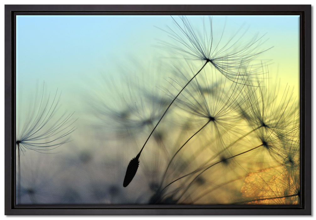 Pusteblumen mit Tautropfen auf Leinwandbild gerahmt Größe 60x40