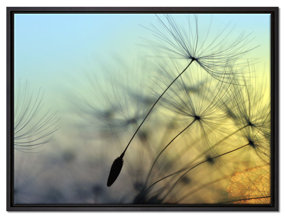 Pusteblumen mit Tautropfen auf Leinwandbild gerahmt Größe 80x60