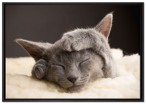 Süßes Kätzchen auf Leinwandbild gerahmt Größe 100x70