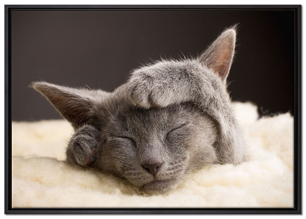 Süßes Kätzchen auf Leinwandbild gerahmt Größe 100x70