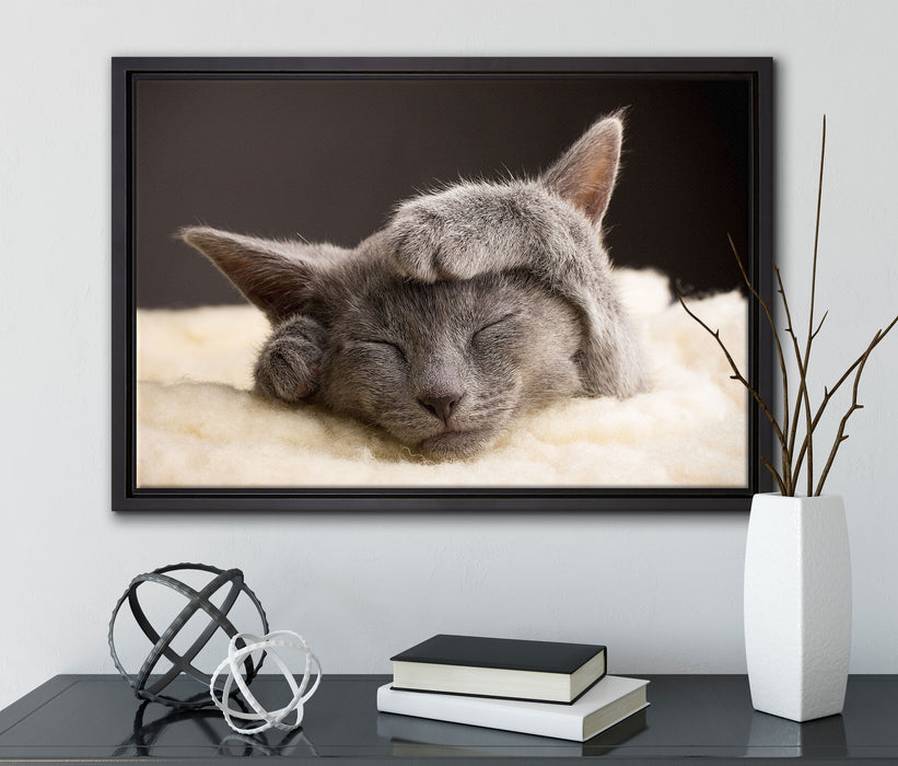 Süßes Kätzchen auf Leinwandbild gerahmt mit Kirschblüten