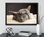 Süßes Kätzchen auf Leinwandbild gerahmt mit Kirschblüten