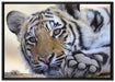 Tiger auf Leinwandbild gerahmt Größe 100x70