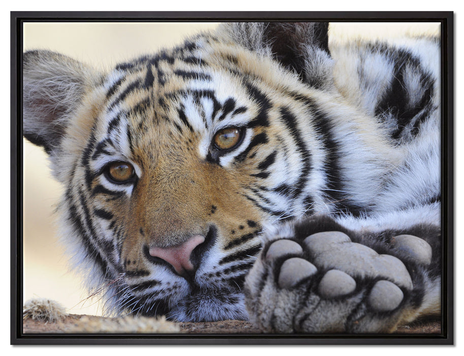 Tiger auf Leinwandbild gerahmt Größe 80x60