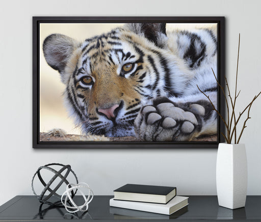 Tiger auf Leinwandbild gerahmt mit Kirschblüten