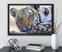 Tiger auf Leinwandbild gerahmt mit Kirschblüten