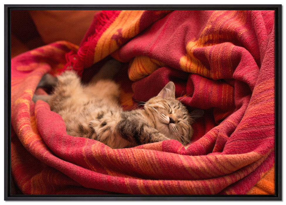 Babykatze auf Leinwandbild gerahmt Größe 100x70