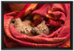 Babykatze auf Leinwandbild gerahmt Größe 60x40