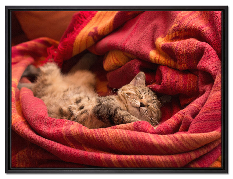Babykatze auf Leinwandbild gerahmt Größe 80x60