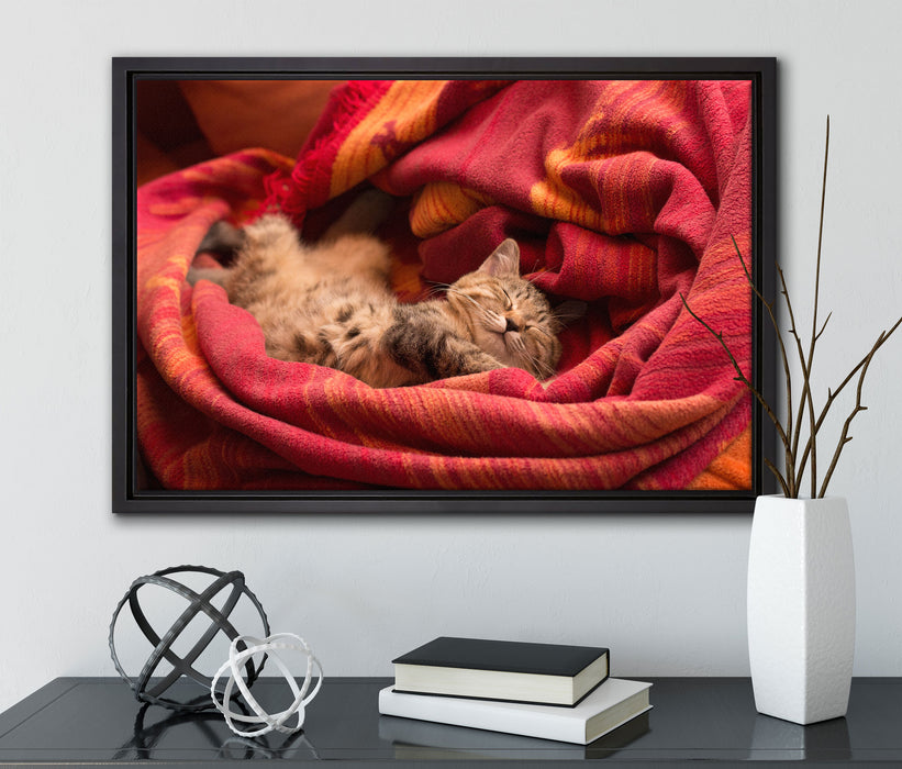 Babykatze auf Leinwandbild gerahmt mit Kirschblüten