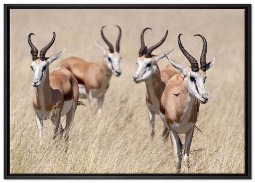 Antilopen in Savanne Afrika auf Leinwandbild gerahmt Größe 100x70