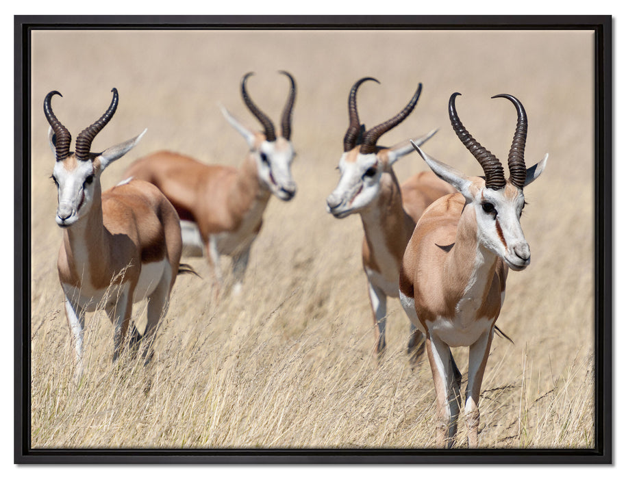 Antilopen in Savanne Afrika auf Leinwandbild gerahmt Größe 80x60