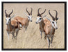 Antilopen in Savanne Afrika auf Leinwandbild gerahmt Größe 80x60