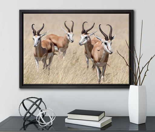 Antilopen in Savanne Afrika auf Leinwandbild gerahmt mit Kirschblüten