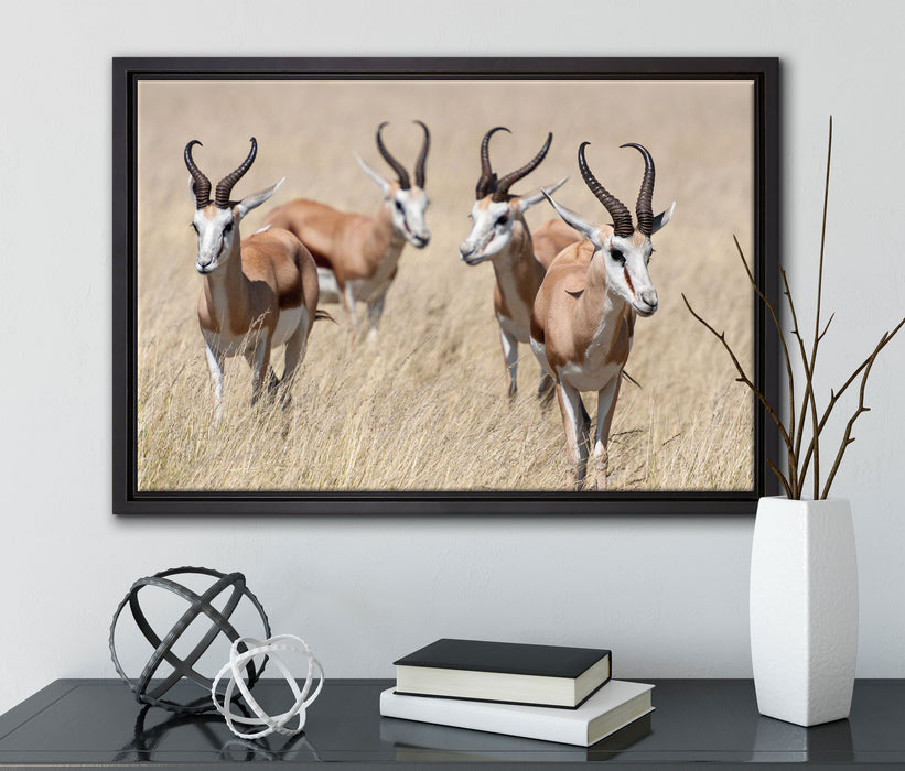 Antilopen in Savanne Afrika auf Leinwandbild gerahmt mit Kirschblüten