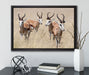 Antilopen in Savanne Afrika auf Leinwandbild gerahmt mit Kirschblüten